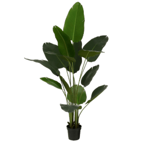 Kunstplant Bananenboom in Pot  H180 x Ø30 cm  Groen Klaar om zorgeloos te genieten? De bananenboom kunstplant is niet van echt te onderscheiden. Deze bananenboom is een mooie plant die mediterrane sfeer geeft aan elk interieur. De bananenboom plant heeft grote, groene bladeren. Hoewel hij niet met echte vruchten wordt geleverd, heeft hij wel een prachtig uiterlijk en is hij onderhoudsvrij. Wel moet hij voor gebruik in model worden gebracht. Ga je de bananenboom vorm geven, denk er dan aan dat het blad je moet aankijken! De bananenboom kunstplant is stevig verankerd in een zwarte pot. Gebruik de plantenpot als stevige basis voor een sierlijke overpot. Combineer deze kunstplant met andere kunstplanten en -bloemen uit de collectie en breng meer groen in huis. De bananenboom kunstplant is 180 cm hoog en heeft een diameter van 30 cm. Hij wordt geleverd in een zwarte, plastic pot van H16 x Ø20 cm. Breedte: 30cm Hoogte: 180cm Lengte: 30cm Diameter: 30cm Gewicht: 4290g kleuren: Groen, Groen Materialen: Polyurethaan merk: Mica Decorations