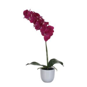 Phalaenopsis Kunstplant in Bloempot Tusca H60 x Ø16 cm  Paars Vrolijk het huis op met deze paarse Phalaenopsis kunstplant. Niets is fleuriger dan een plant die ook wel bekend staat als de mooie Vlinderorchidee! De Phalaenopsis kunstplant heeft geen onderhoud nodig en laat je het hele jaar door genieten. Daarnaast lijkt hij net echt. Zo zijn de kleine, paarse bloemetjes tot in detail nagemaakt en uitgevoerd in verschillende groeistadia voor een natuurlijk effect. Ook de groene stengels van de Phalaenopsis kunstplant lijkt net echt en is onderaan voorzien van wat zichtbare wortels. De plant is stevig verankerd in een witte, keramieken bloempot. Zo kun je hem gelijk neerzetten! Of gebruik de pot van de kunstplant als stevige basis voor een sierlijke overpot. De Phalaenopsis kunstplant is 60 cm hoog en heeft een diameter van 16 cm. Breedte: 16cm Hoogte: 60cm Lengte: 16cm Diameter: 16cm Gewicht: 710g kleuren: Paars, Paars Materialen: Polyester merk: Mica Decorations