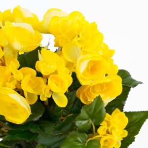 Alternative view of Begonia Kunstplant in Bloempot Stan - H30 x Ø25 cm - Geel