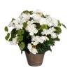 Begonia Kunstplant in Bloempot Stan - H37 x Ø36 cm - Wit Vrolijk het huis op met deze witte Begonia kunstplant uit de collectie. De Begonia heeft geen onderhoud nodig en laat je het hele jaar door genieten. Door de goede afwerking lijkt hij daarnaast net echt. Zowel het groene blad als de tot in detail nagemaakte bloemen zijn namelijk uitgevoerd in verschillende groeistadia. Zo heb je altijd een bloeiende plant in huis! De Begonia is stevig verankerd in een terracotta pot met basalt grijze pigmenten. Zet hem zo neer, of gebruik de pot als stevige basis voor een sierlijke overpot. De afmetingen van de kunstplant zijn H37 x Ø36 cm. CASA & VIVENTES Begonia Kunstplant in Bloempot Stan - H37 x Ø36 cm - Wit Breedte: 36cm Hoogte: 37cm Lengte: 36cm Diameter: 36cm Gewicht: 550g kleuren: Wit, Wit Materialen: Polyester merk: Mica Decorations