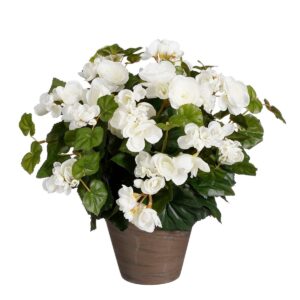 Begonia Kunstplant in Bloempot Stan - H37 x Ø36 cm - Wit Vrolijk het huis op met deze witte Begonia kunstplant uit de collectie. De Begonia heeft geen onderhoud nodig en laat je het hele jaar door genieten. Door de goede afwerking lijkt hij daarnaast net echt. Zowel het groene blad als de tot in detail nagemaakte bloemen zijn namelijk uitgevoerd in verschillende groeistadia. Zo heb je altijd een bloeiende plant in huis! De Begonia is stevig verankerd in een terracotta pot met basalt grijze pigmenten. Zet hem zo neer, of gebruik de pot als stevige basis voor een sierlijke overpot. De afmetingen van de kunstplant zijn H37 x Ø36 cm. CASA & VIVENTES Begonia Kunstplant in Bloempot Stan - H37 x Ø36 cm - Wit Breedte: 36cm Hoogte: 37cm Lengte: 36cm Diameter: 36cm Gewicht: 550g kleuren: Wit, Wit Materialen: Polyester merk: Mica Decorations