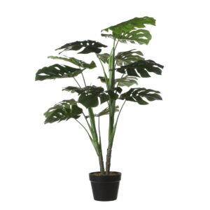 Monstera Kunstplant H100 x Ø70 cm Groen Klaar om zorgeloos te genieten? Deze  kunstplanten zijn niet van echt te onderscheiden, maar hebben geen enkel onderhoud nodig. De Monstera wordt ook wel gatenplant genoemd staat bekend om de grote bladeren met gaten. Het blad is uitgevoerd in verschillende maten en groentinten voor een natuurlijk effect en brengt gelijk een botanische sfeer in huis. De plant is stevig verankerd in een zwarte kunststof pot, maar moet voor gebruik wel nog in model worden gebracht. Vuistregel: het blad moet je aankijken! Zet hem na het uitvouwen zo neer, of gebruik de kunststof pot als stevige basis voor een sierlijke overpot. Combineer hem met andere kunstplanten en -bloemen uit de collectie en breng meer groen in huis. De Monstera is ongeveer 1 meter hoog en heeft een diameter van 70 cm. CASA & VIVENTES Monstera Kunstplant H100 x Ø70 cm Groen Breedte: 70cm Hoogte: 100cm Lengte: 70cm Diameter: 70cm Gewicht: 1020g kleuren: Groen, Groen Materialen: Polyester merk: Mica Decorations