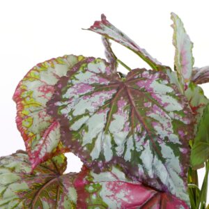 Alternative view of Begonia Kunstplant in Bloempot Stan - H40 x Ø38 cm - Rood