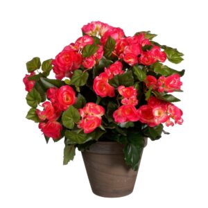 Begonia Kunstplant in Bloempot Stan H37 x Ø36 cm Donkerroze Vrolijk het huis op met deze donkerroze Begonia kunstplant uit de collectie van Mica Decorations. De Begonia heeft geen onderhoud nodig en laat je het hele jaar door genieten. Door de goede afwerking lijkt hij daarnaast net echt. Zowel het groene blad als de tot in detail nagemaakte bloemen zijn namelijk uitgevoerd in verschillende groeistadia. Zo heb je altijd een bloeiende plant in huis! De Begonia is stevig verankerd in een terracotta pot met basalt grijze pigmenten. Zet hem zo neer, of gebruik de pot als stevige basis voor een sierlijke overpot. De afmetingen van de kunstplant zijn H37 x Ø36 cm. CASA & VIVENTES Breedte: 36cm Hoogte: 37cm Lengte: 36cm Diameter: 36cm Gewicht: 550g kleuren: Roze, Roze Materialen: Polyester merk: Mica Decorations