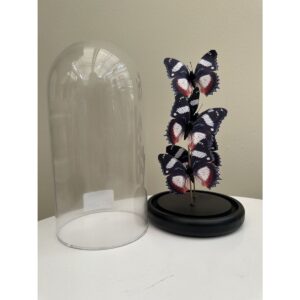 Vlinderdecoratie 14 *26cm decoratieve Stolp Breng de sereniteit van de natuur in huis met onze elegante glazen stolp, waarin zich vier zorgvuldig nagemaakte vlinders bevinden, ethisch vervaardigd uit zijde voor een levensechte weergave. Volledig handgemaakt en verfijnd in design, is dit stijlvolle item de perfecte aanvulling op elke interieurdecoratie. Plaats de glazen stolp in een open wandkast, op je dressoir of op een tafel. De vlinderstolp is gemaakt van glas en heeft een zwarte houten onderkant. Combineer deze vlinderstolp met een van onze andere mooie accessoires voor een prachtig geheel in huis. Casa & Viventes Kleuren: Rood/Wit/Zwart Afmetingen: 14 x 26 cm Materiaal: Glas Breedte: 14cm Hoogte: 26cm Lengte: 14cm Diameter: 14cm Gewicht: 650g kleuren: Zwart, Goud, Rood, Rood Materialen: Polyester, Hout, Gras, Glas merk: QMF Trading